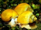 Ампулярия  желтая